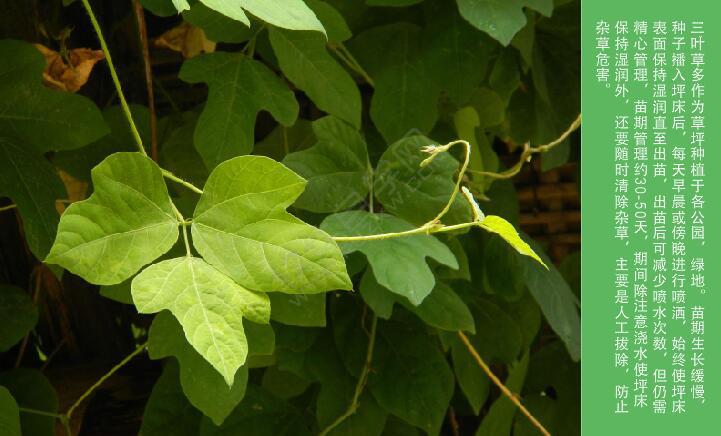 cdr圖文設(shè)計和排版技巧