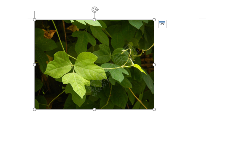 word中圖片高度寬度怎么設(shè)置