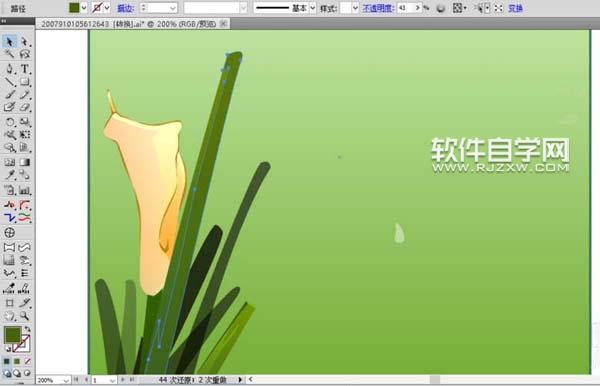 ai怎么畫馬蹄蓮花束圖片