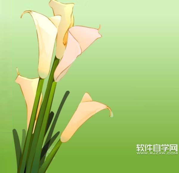 ai怎么畫馬蹄蓮花束圖片