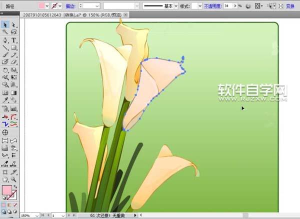 ai怎么畫馬蹄蓮花束圖片