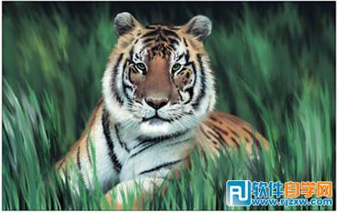 PS手繪老虎圖片