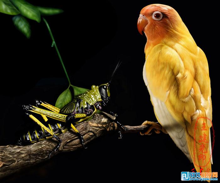 超強PS鼠繪鸚鵡和蝗蟲