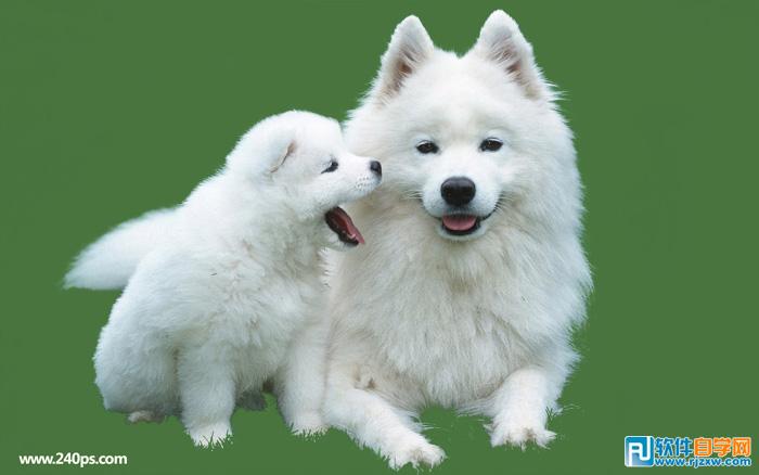 用PS摳出小狗過程介紹