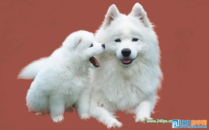 用PS摳出小狗過程介紹