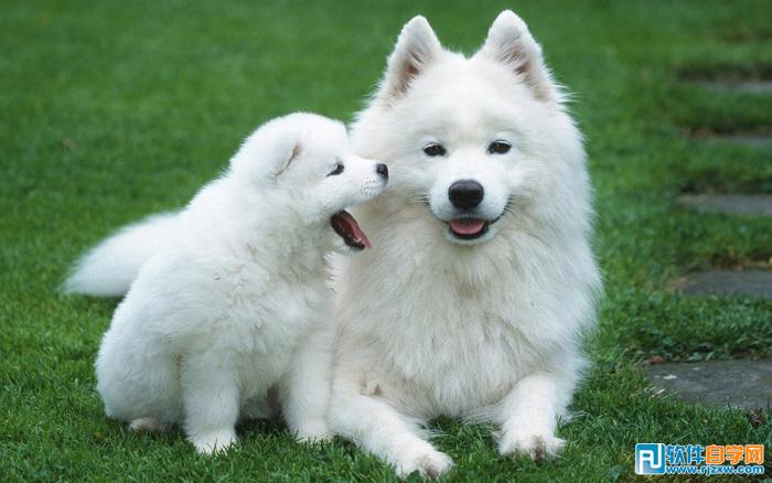 用PS摳出小狗過程介紹