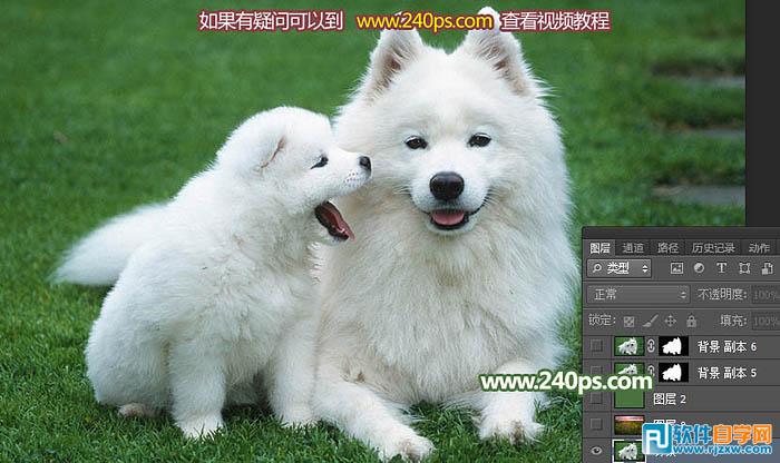 用PS摳出小狗過程介紹