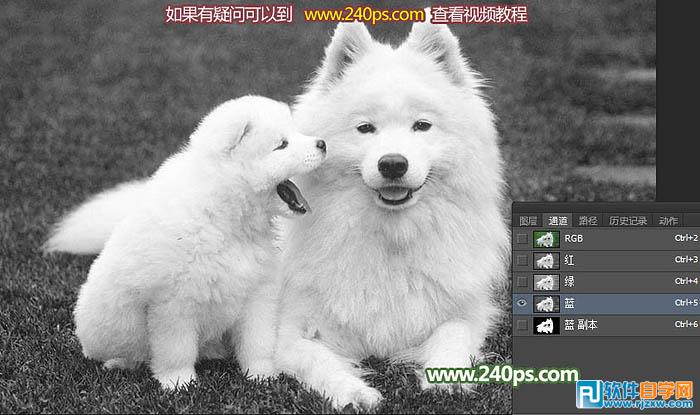 用PS摳出小狗過程介紹