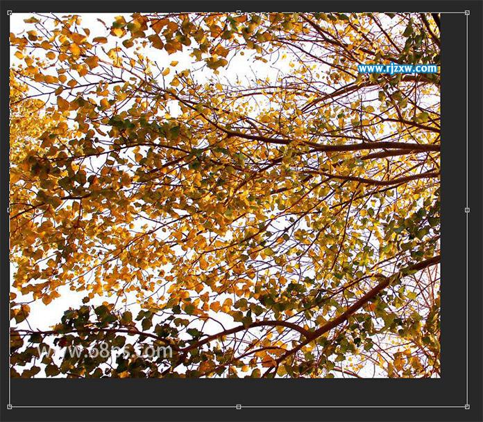 新手怎么用PS做人物和樹木雙重效果