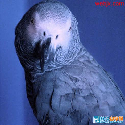 用PS畫筆制作多彩邊框