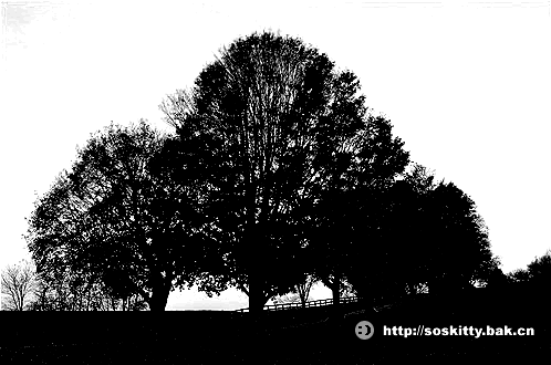 Fireworks摳出枝繁葉茂的樹木效果教程