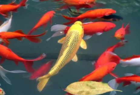 微信狀態錦鯉解釋說明